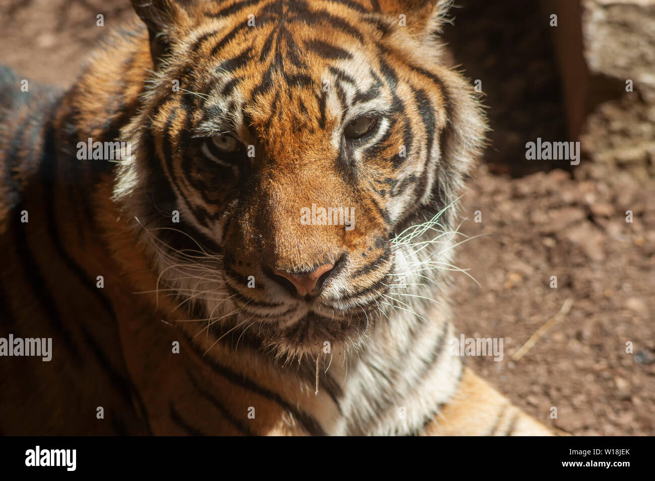 Gatti grandi, tigre di Sumatra Foto Stock