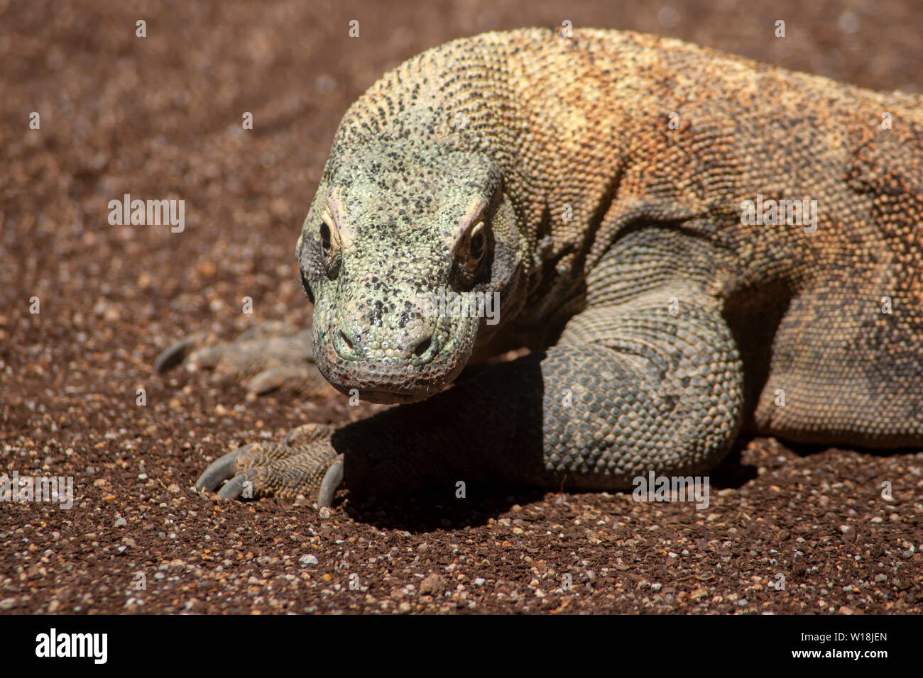 Rilassata drago di Komodo a prendere il sole Foto Stock