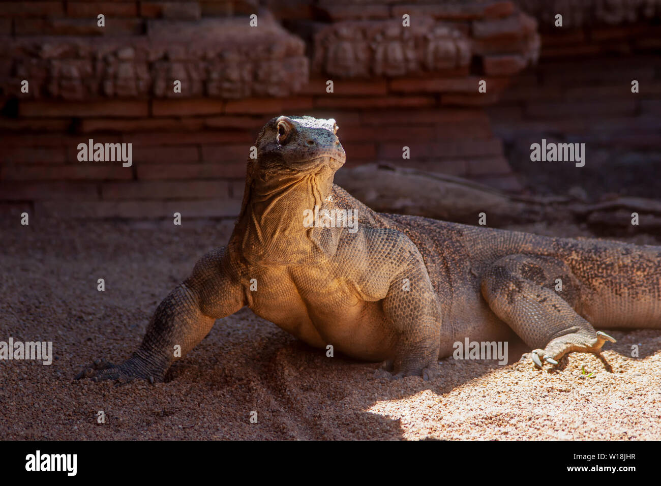 Rilassata drago di Komodo a prendere il sole Foto Stock