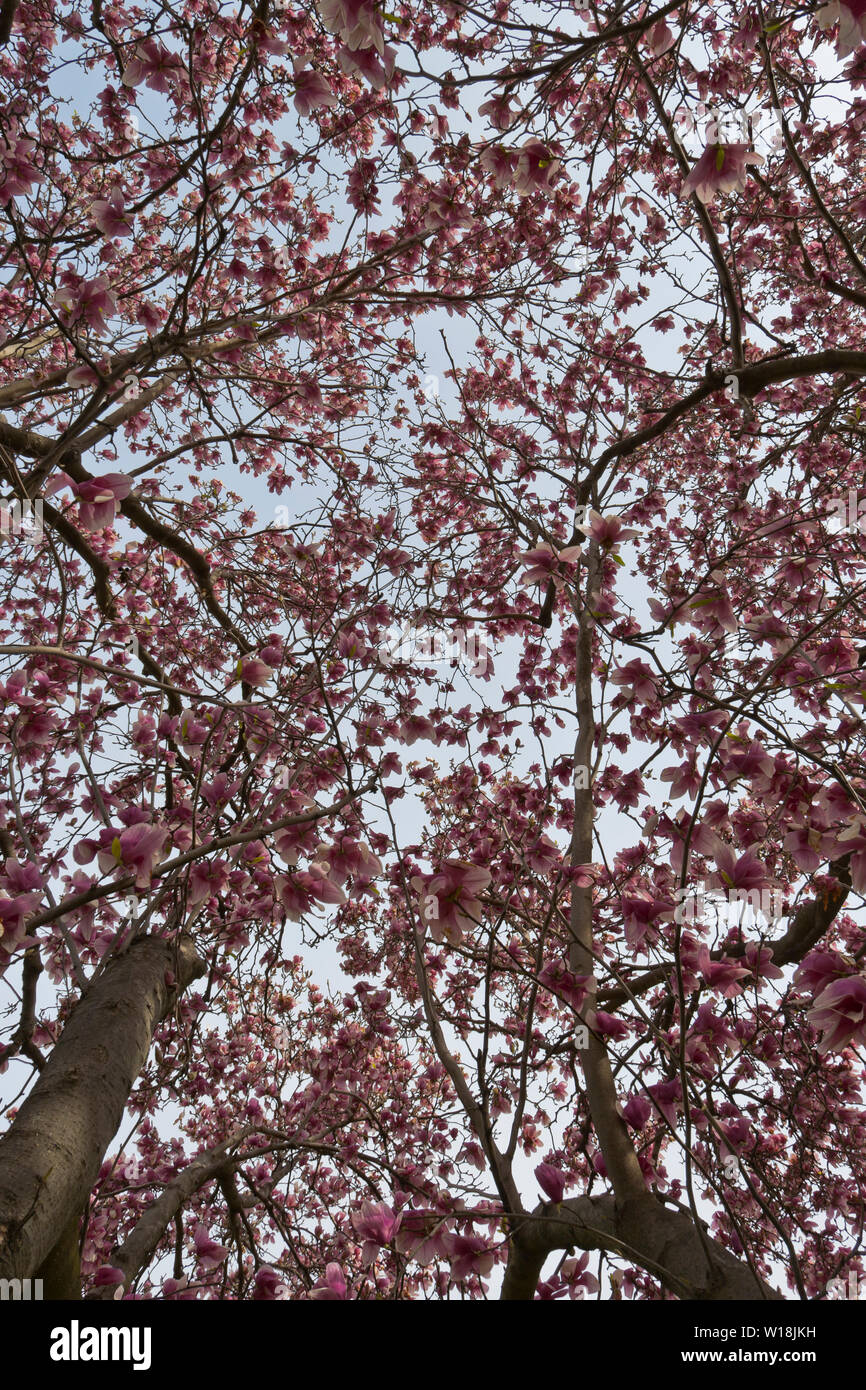 Guardando in alto attraverso i boccioli rosa di un piattino magnolia baldacchino a San Louis County's Bella Fontaine parco su una mattina di primavera. Foto Stock