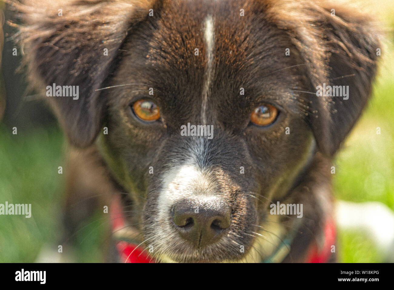 Giovane cane con orecchie floppy guarda nella telecamera Foto Stock