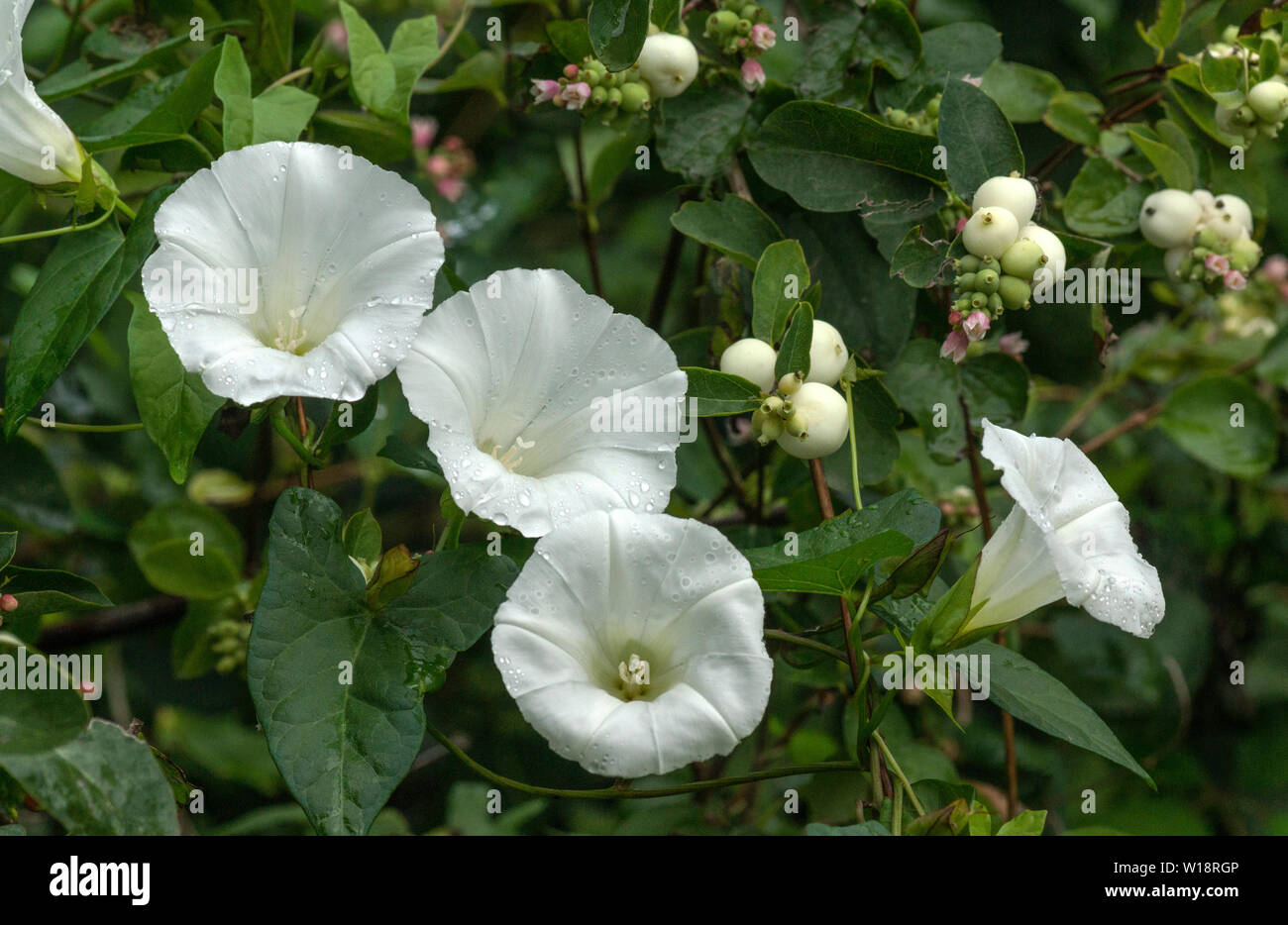 Fiori di siepe centinodia (Calystegia seplum).Questa pianta che cresce su un Snowberry (Symphoricarpos rivularis) arbusto. Foto Stock
