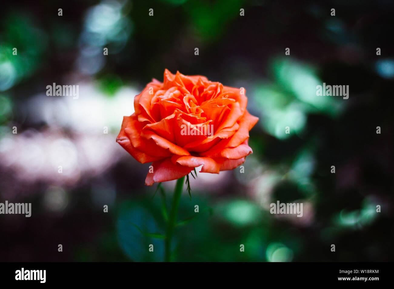 Arancione pallido rosa contro sfocato sfondo verde scuro. Giardino sfocata sullo sfondo. Regina dei Fiori. Foto Stock