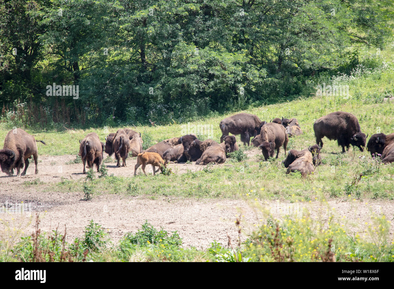 Bison roaming nelle pianure Foto Stock