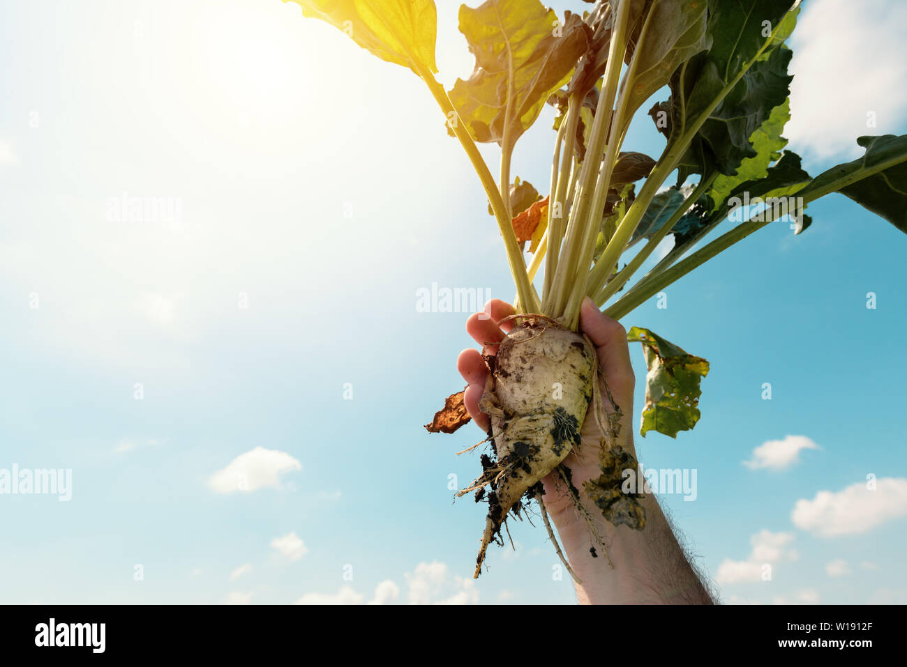L'agricoltore che detiene estratto di barbabietole da zucchero di raccolto di radice nel campo Foto Stock