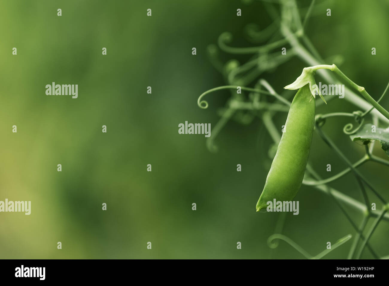 Coltivati localmente pisello verde in giardino biologico caserecci produrre Pisum sativum Foto Stock