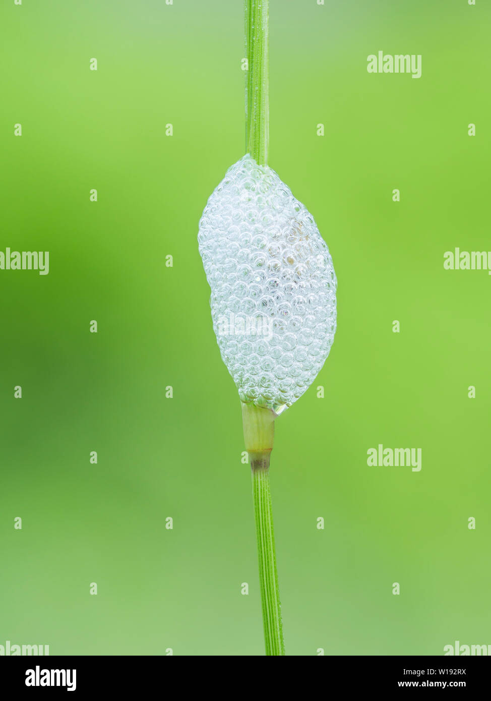 Spittlebug (Aphrophoridae) spittle messa con una ninfa appena visibile all'interno. Foto Stock