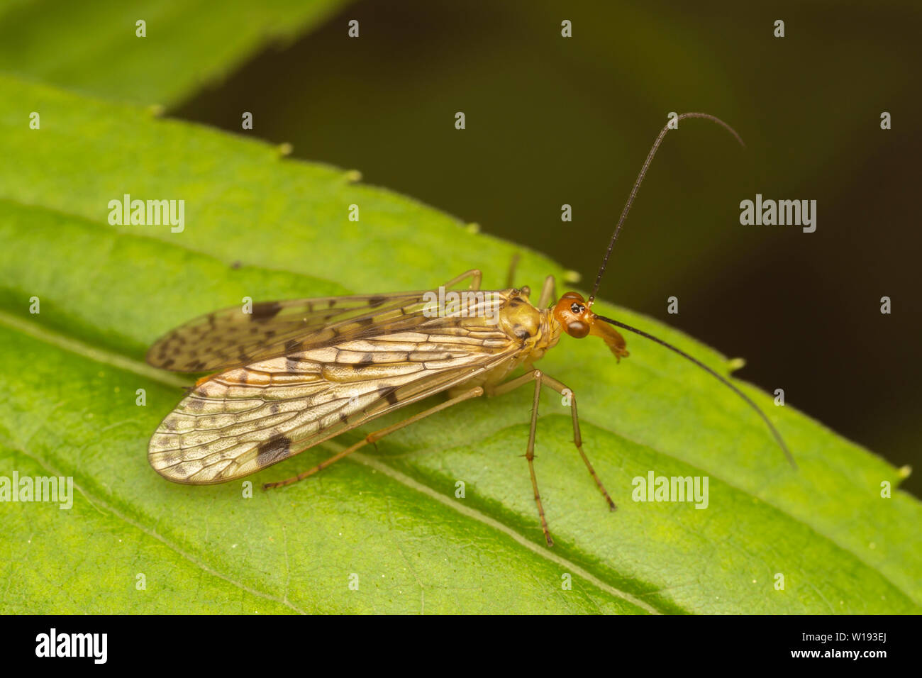 Femmina Scorpionfly comune (Panorpa sp.) nella nebulosa gruppo di specie. Foto Stock