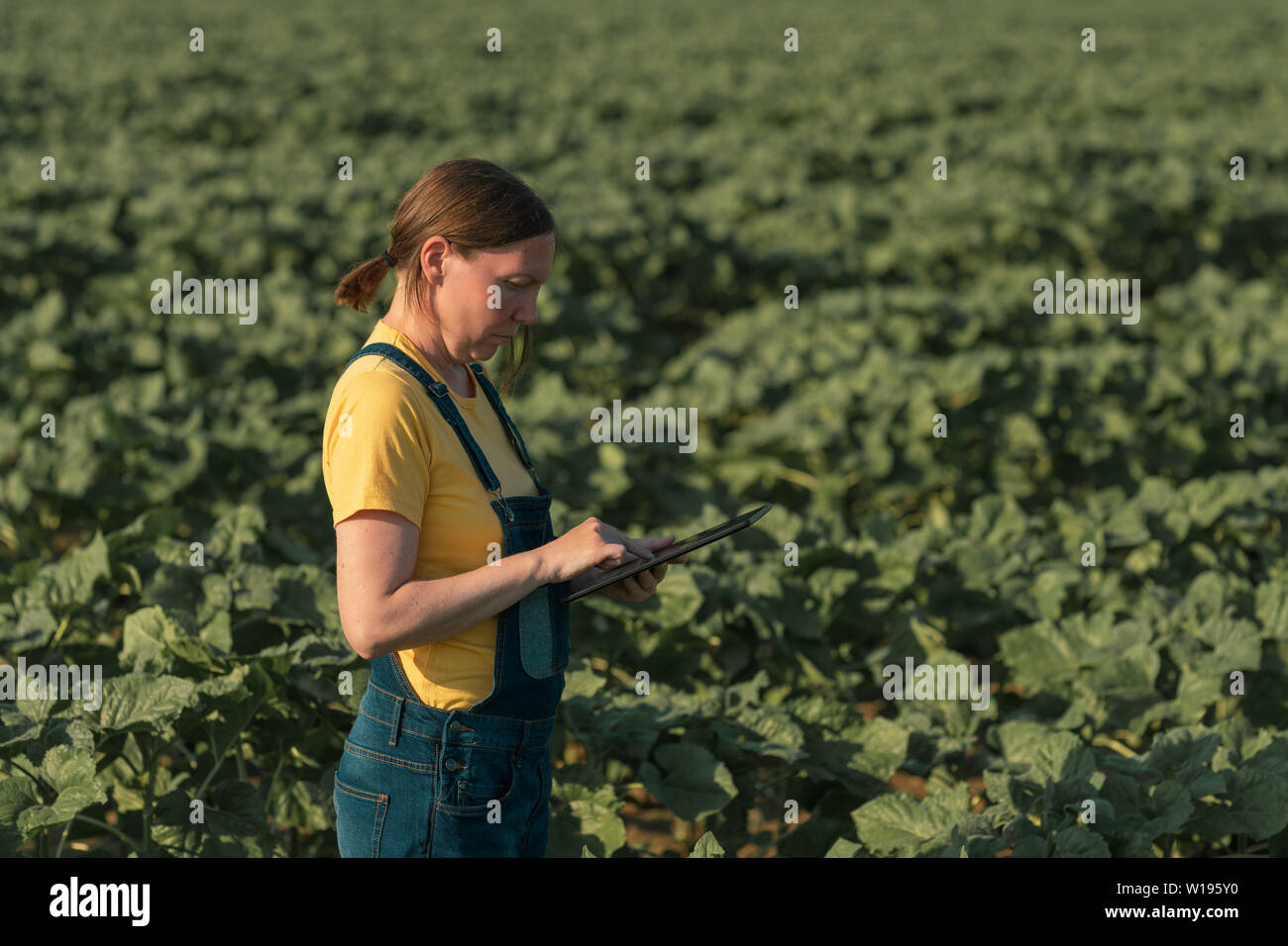 Girasole agricoltore utilizzando computer tablet in campo di raccolto prima della fioritura, close up di mani femminili con moderni dispositivo touchscreen Foto Stock