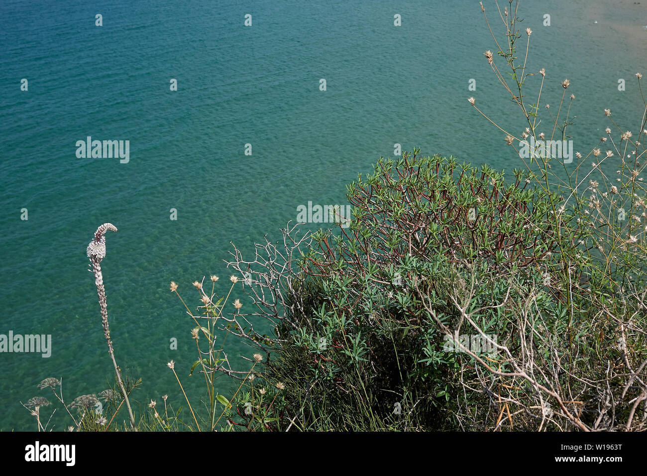 Infiorescenza bianco di Drimia maritima in sicilia isola Foto Stock