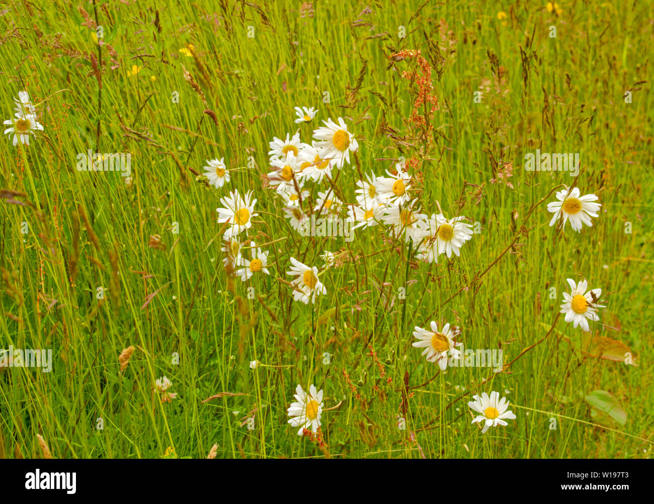 Fiume FINDHORN SCOZIA fiori selvatici in estate i fiori bianchi di OXEYE DAISY Leucanthemum vulgare tra erbe ESTATE Foto Stock