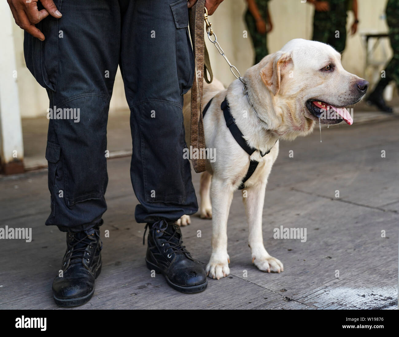 Cane di polizia nel dovere, trovando la bomba in caso. Foto Stock