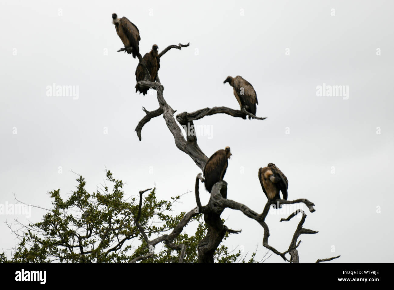 Avvoltoi seduti su un albero secco e morto in cerca di preda nel Parco Nazionale di Kruger Foto Stock