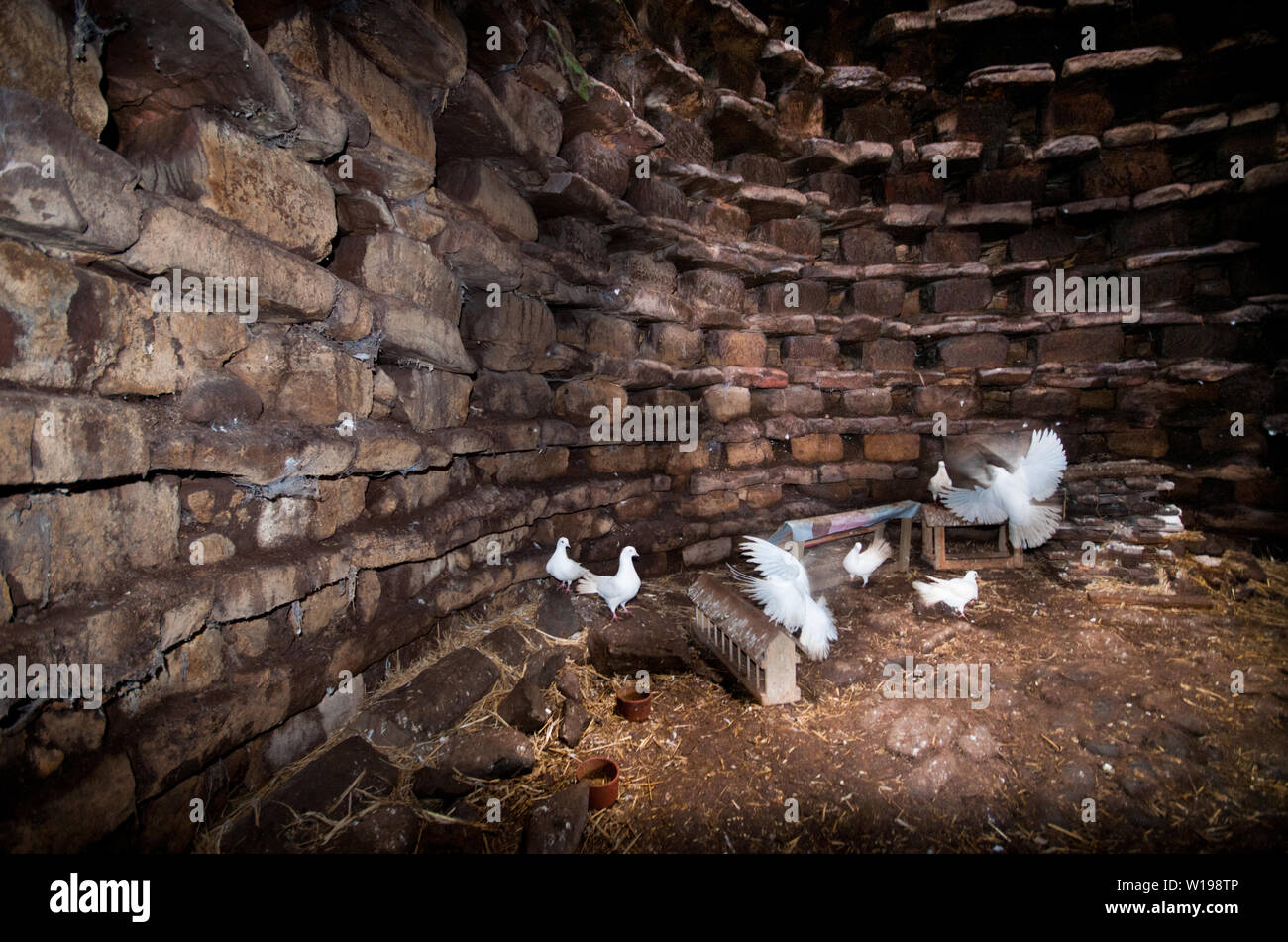 L'interno di una colombaia medievale dove le colombe vivono ancora. Foto Stock