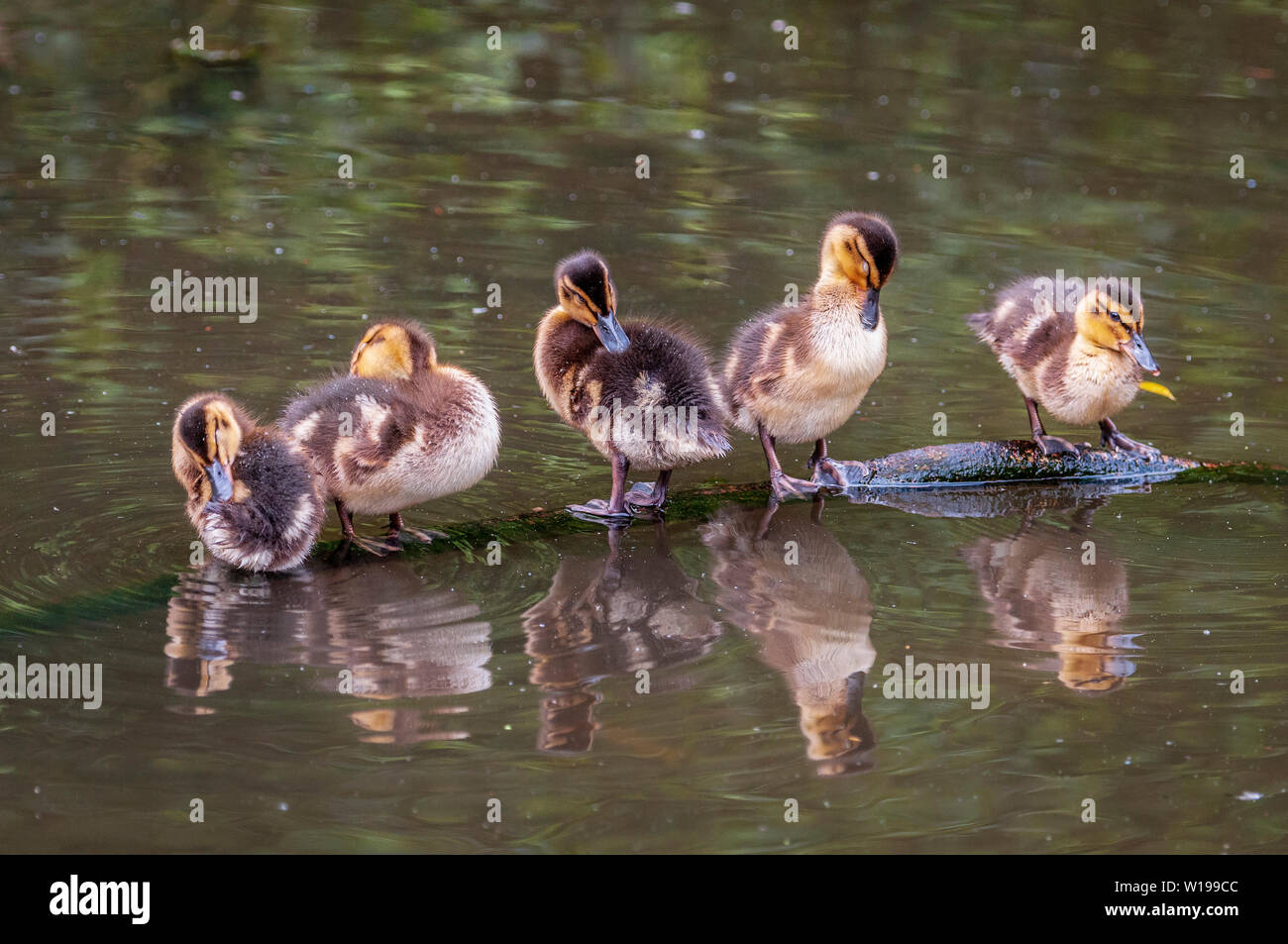 Mallard anatroccoli seduto su una succursale nel loro stagno. Foto Stock