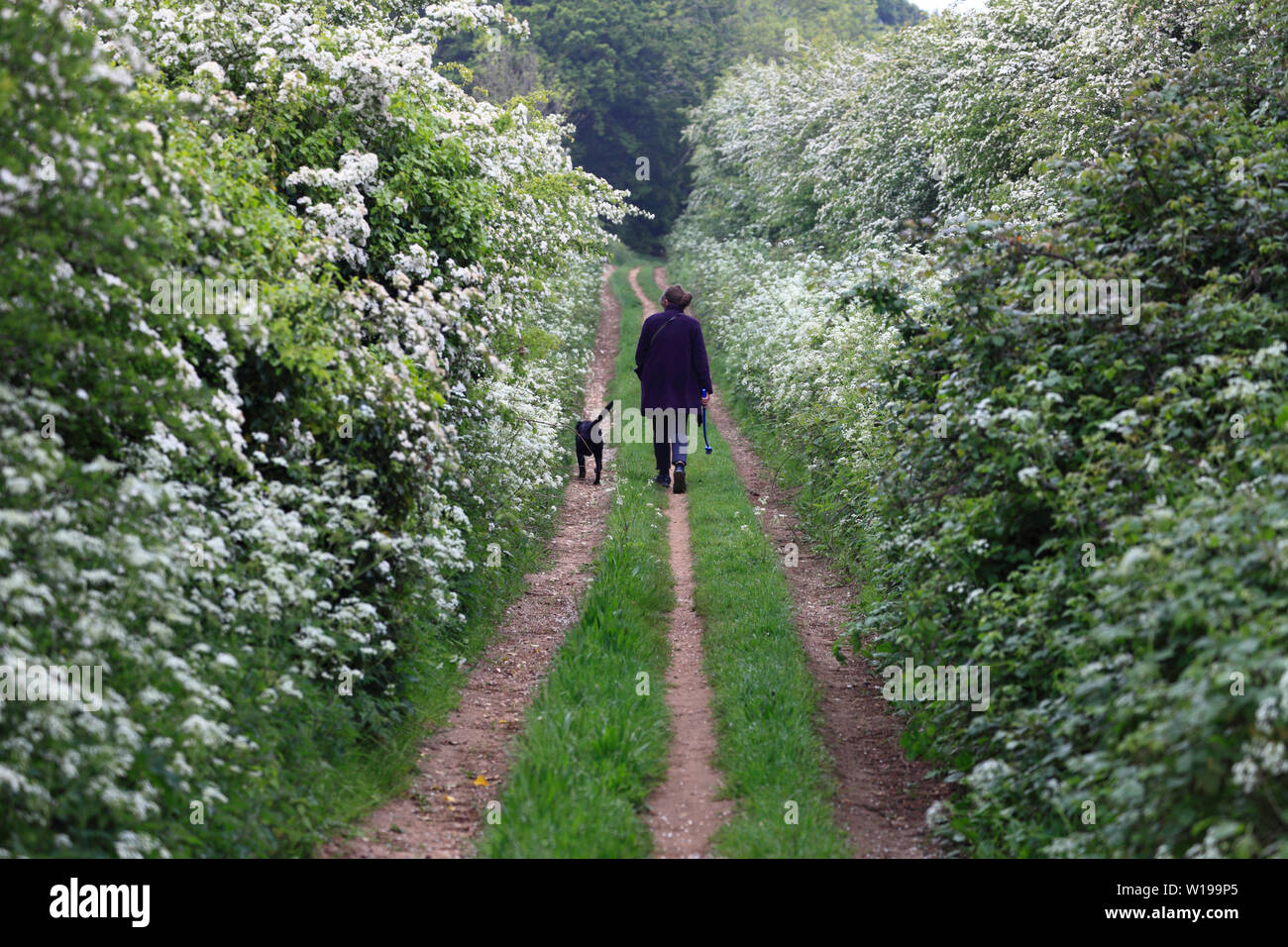 Una donna e il suo nero Labrador cane a camminare lungo il Peddar il modo a Fring in Norfolk. Foto Stock