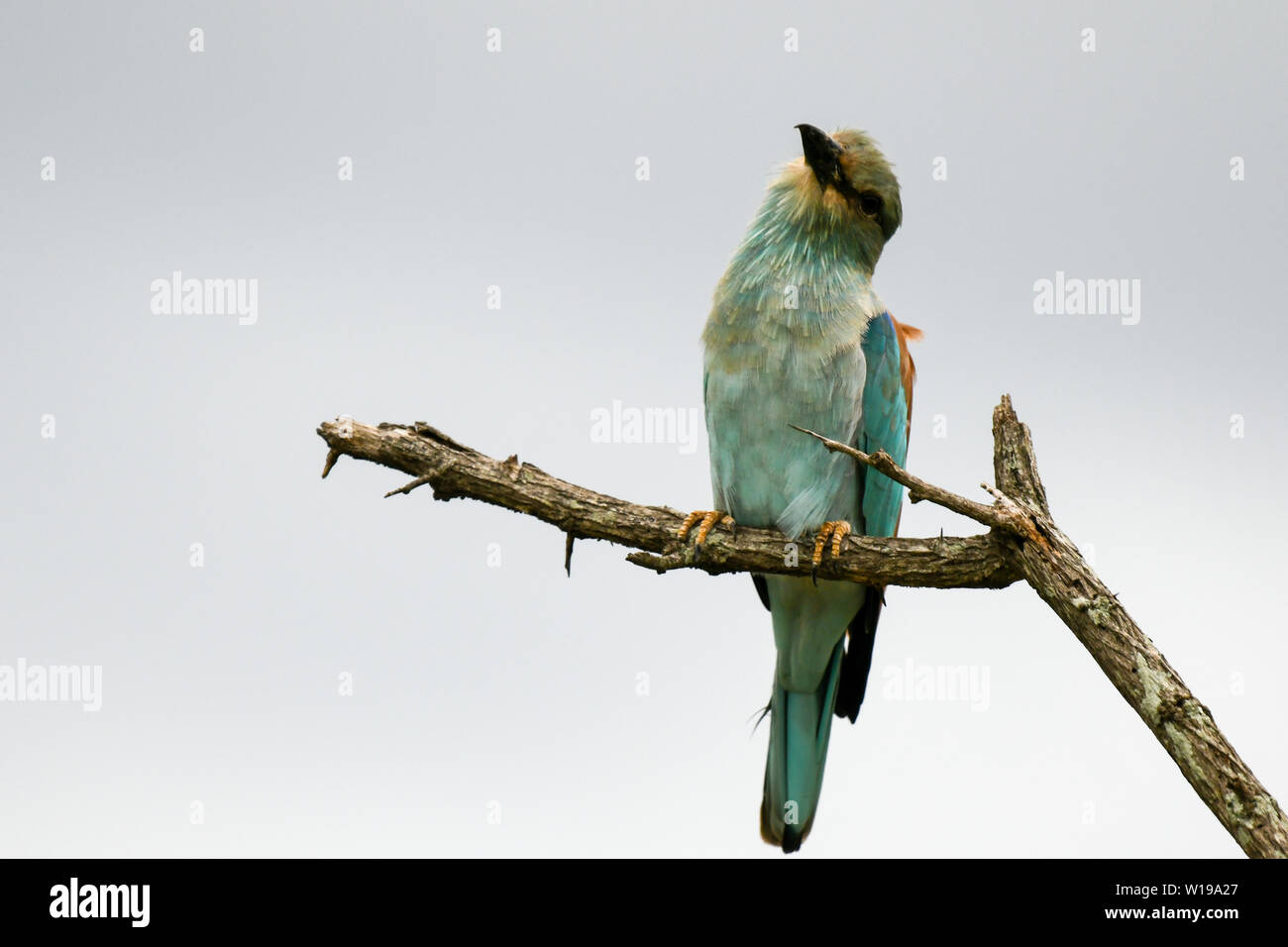 Rullo europea uccello appollaiato sulla cima di un albero in posa e ascoltando i suoni della natura selvaggia Foto Stock