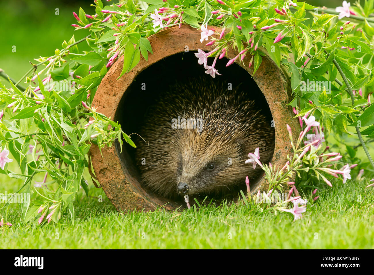 Riccio (Erinaceus europaeus) Selvatica, hedgehog nativo nel giardino naturale habitat con la fioritura di rosa fiori di gelsomino. Paesaggio. Spazio per la copia. Foto Stock