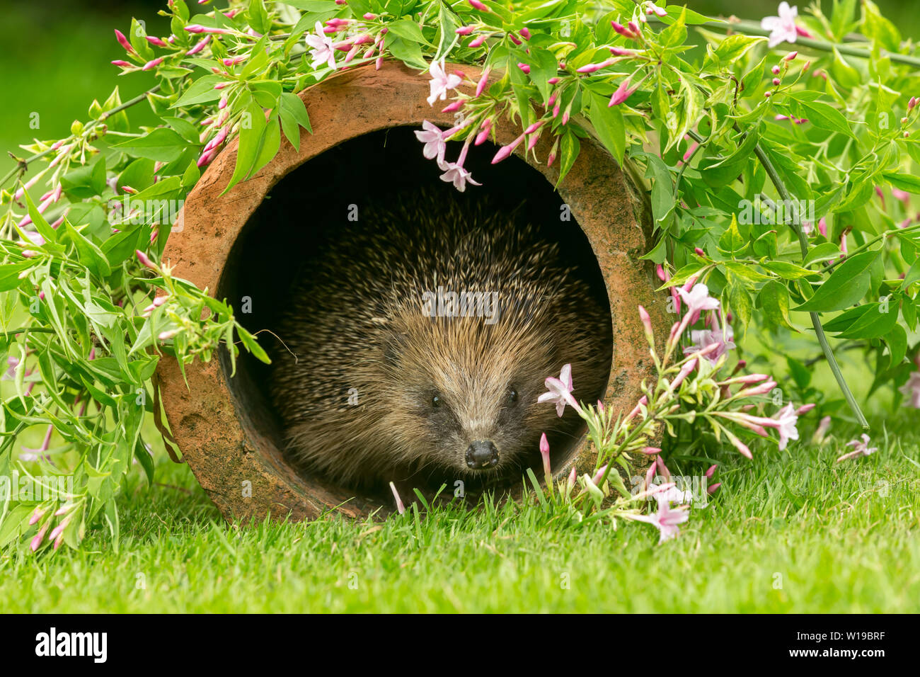 Riccio (Erinaceus europaeus) Selvatica, hedgehog nativo nel giardino naturale habitat con la fioritura di rosa fiori di gelsomino. Paesaggio. Spazio per la copia. Foto Stock