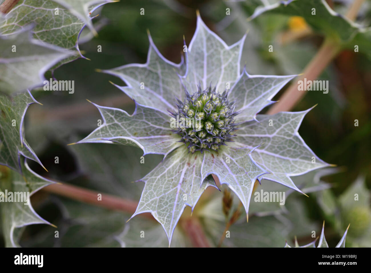 Eryngium maritimum, Mare Holly. Foto Stock