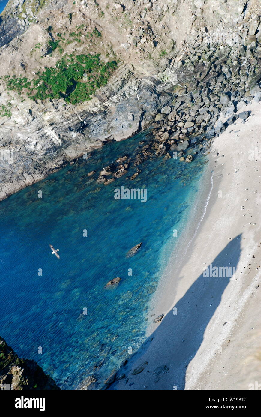 Gull piomba sulla spiaggia vicino Portreath, Cornwall Foto Stock
