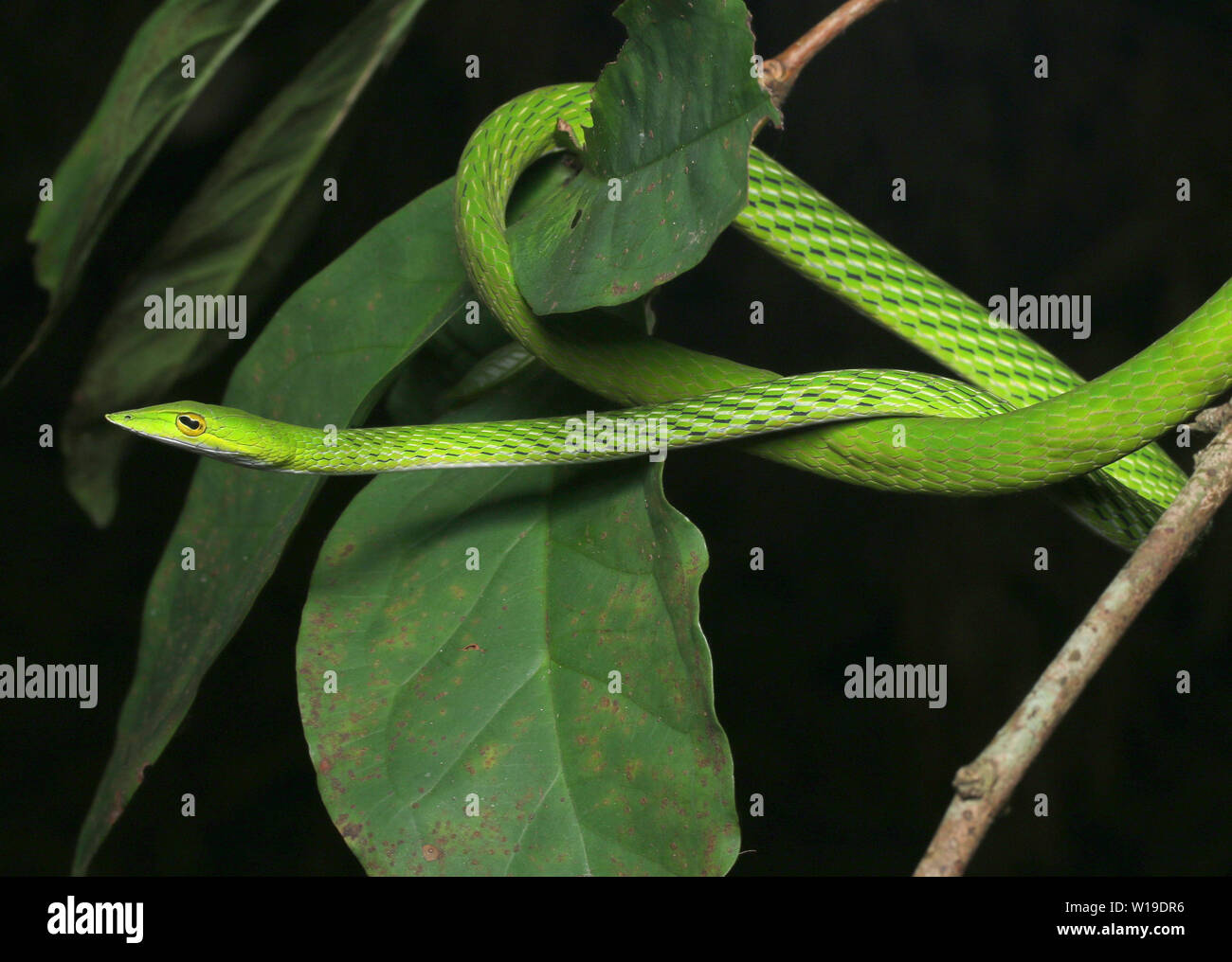Vite comune serpente a becco lungo serpente frusta, Foto Stock