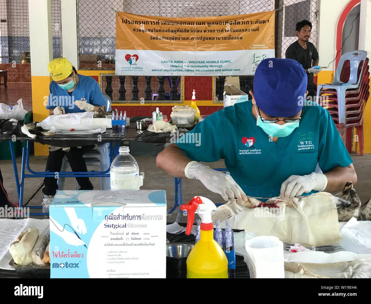 Krabi, Thailandia, Aprile 4, 2018: due veterinari tailandesi seduta per eseguire operazioni sui gatti a una temporanea mobile Clinac di sterilizzazione per il controllo di dispersione di po Foto Stock