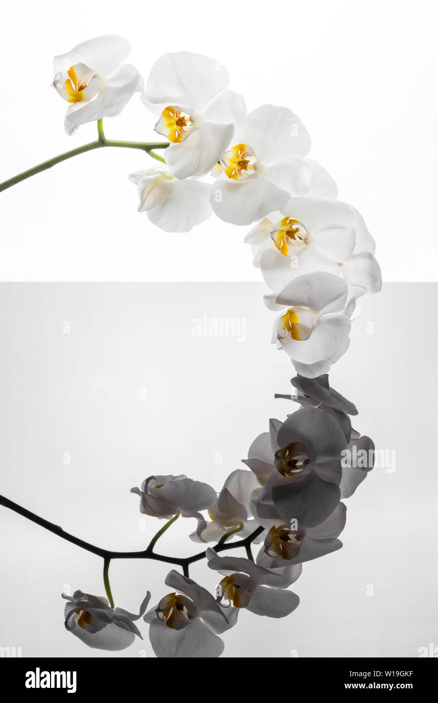 Fiori di orchidea bianchi riflettendo nel terreno. Rametto di orchidea su sfondo bianco. Sfondo con fiori di orchidea e un interessante riflessione. Foto Stock