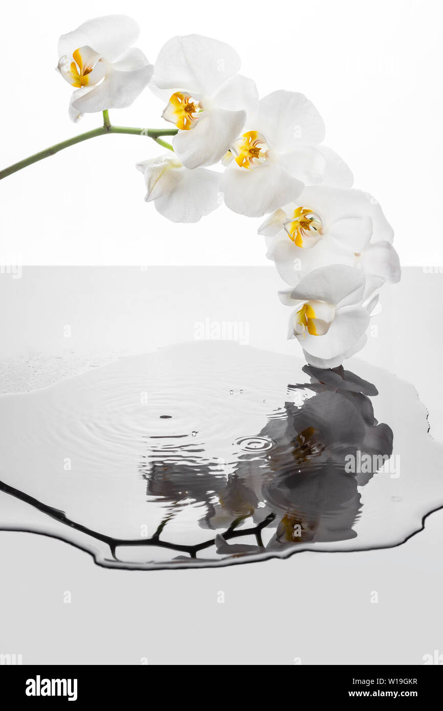 Fiori di orchidea bianchi riflettendo eis nella pozza ondulante. Orchid e gocce di cadere nell'acqua. Sfondo con fiori di orchidea. Foto Stock