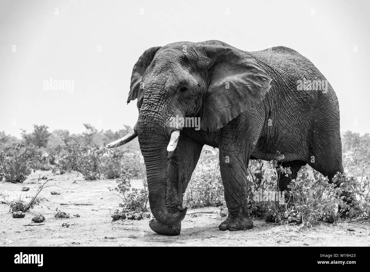 Bush africano Elefante - Loxodonta africana, iconico gli stati dell Africa big five, Safari in Etosha, Namibia. Foto Stock
