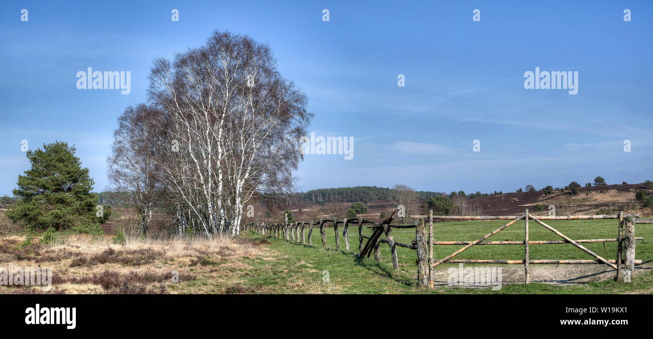 Vecchia staccionata in legno con gate in un bellissimo e tipico paesaggio di brughiera nella riserva naturale di Luneberg in primavera. Un panorama Heath. Foto Stock