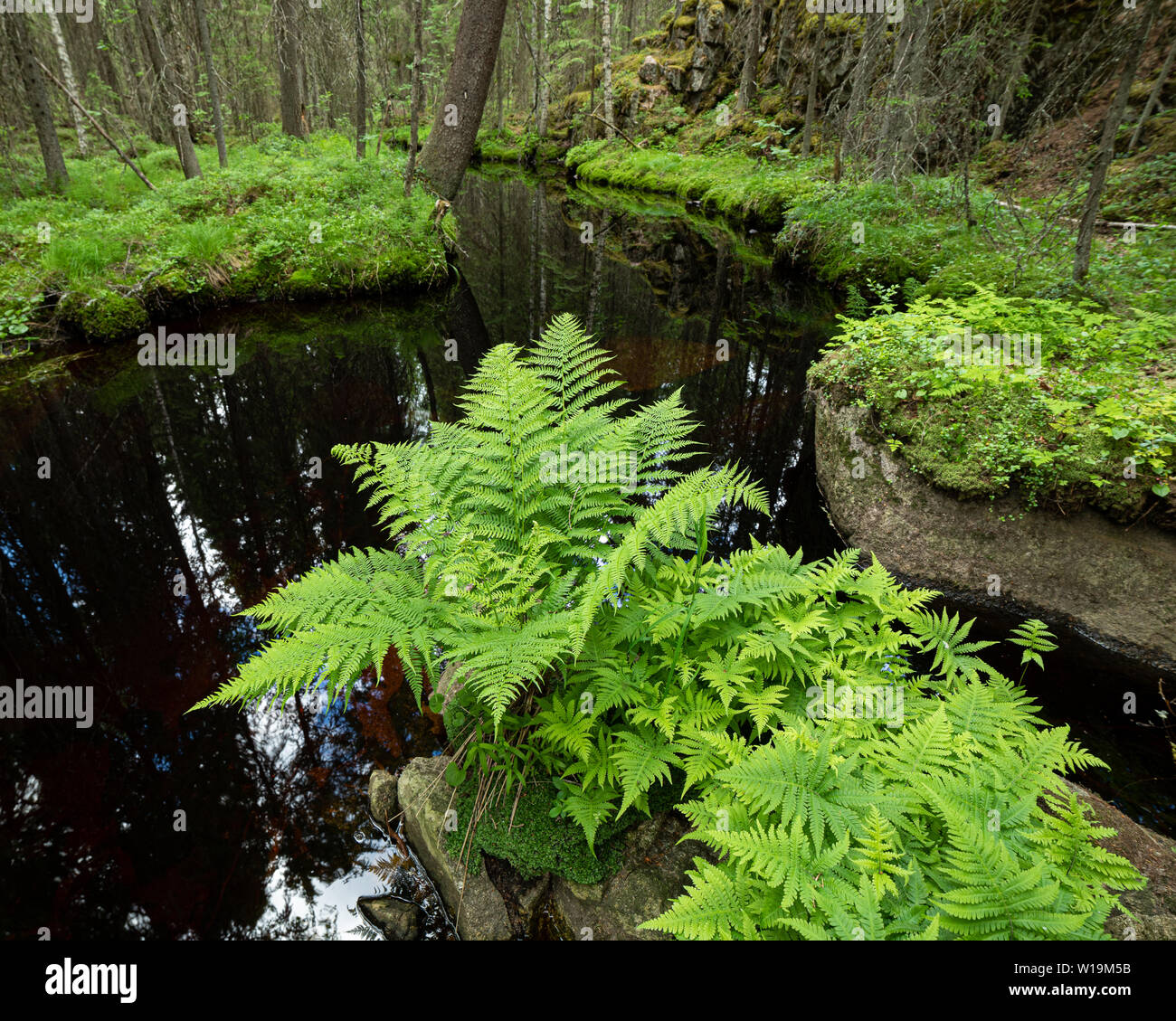 La felce nella foresta creek paesaggio Foto Stock