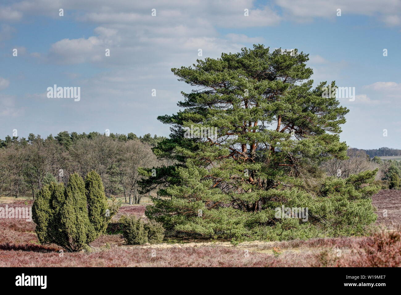 La riserva naturale Lueneburg Heath è un paesaggio con molte facce e ha un fascino molto speciale in primavera. Foto Stock