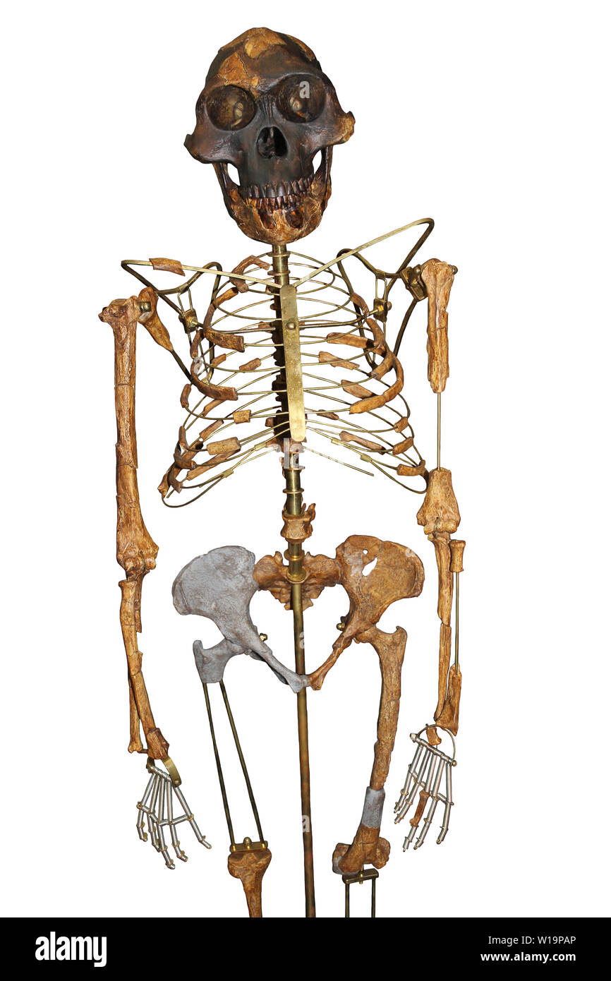 Lo scheletro di Lucy Australopithecus afarensis Foto Stock
