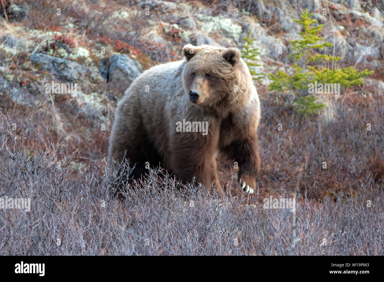 Orso grizzly [Ursus arctos horribilis] in montagna sopra il fiume selvaggio nel Parco Nazionale di Denali in Alaska Stati Uniti Foto Stock