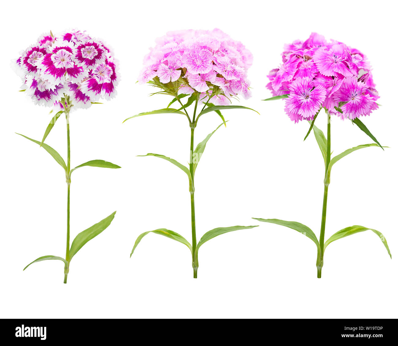 Rosa e viola i fiori di garofano isolati su sfondo bianco Foto Stock