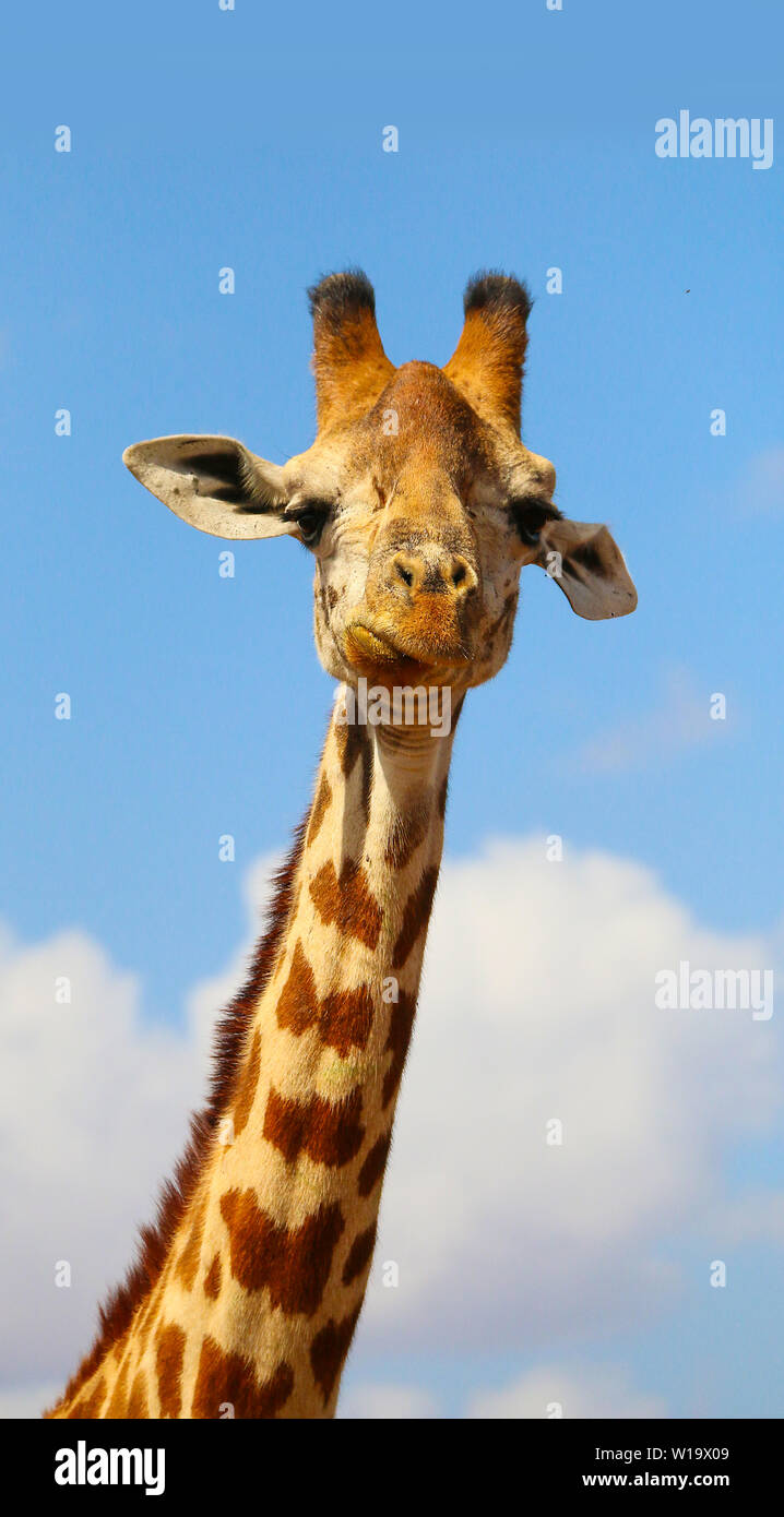 Esilarante, Pippo ritratto di un ridere maasai giraffe (Giraffa tippelskirchi) nel parco nazionale orientale di Tsavo, Kenya, Africa Foto Stock