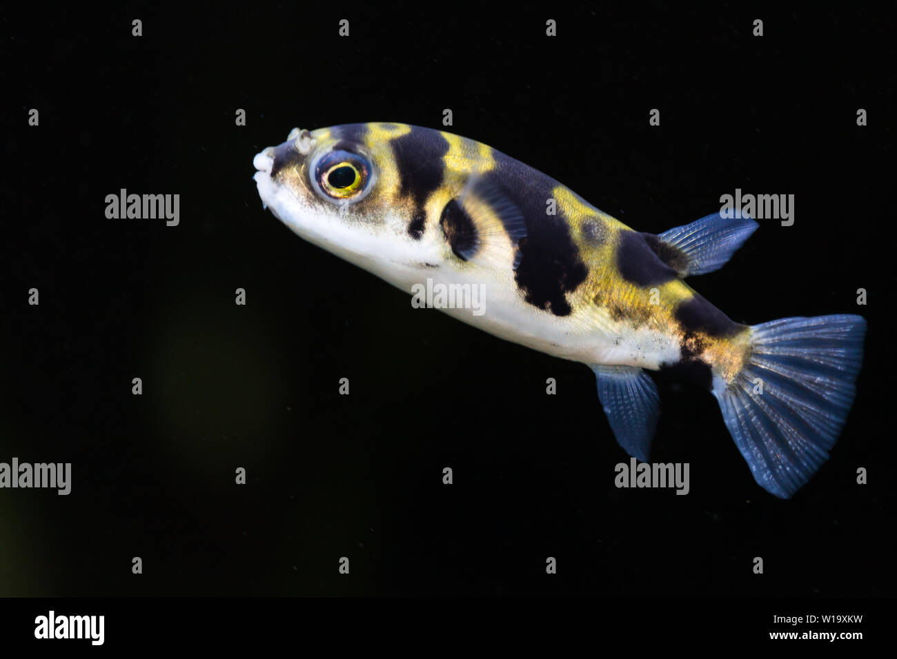 Colomesus Asellus (Sud America) il pesce palla, altrimenti noto come Amazon pufferfish Foto Stock