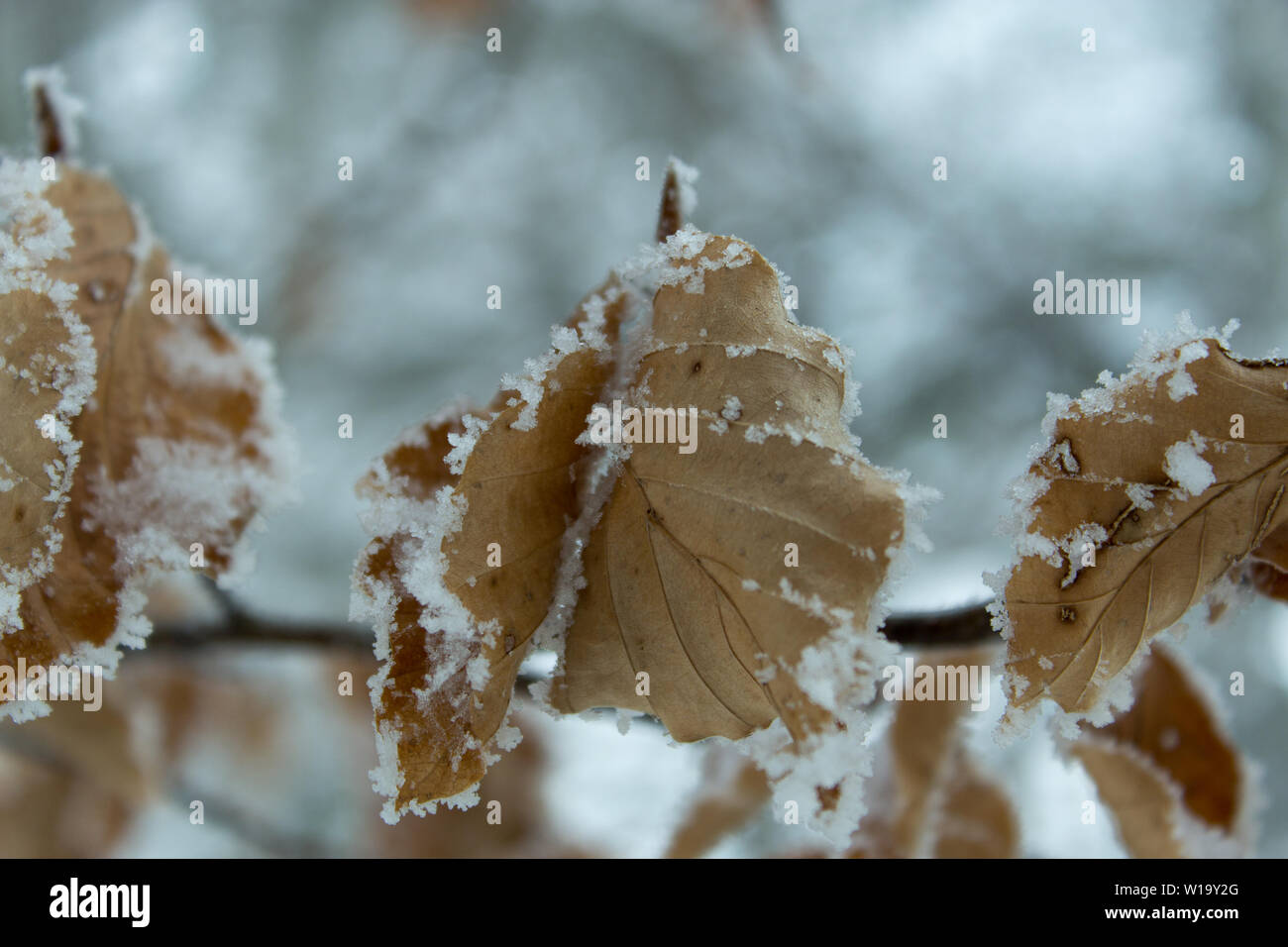 Twiggy foglia in inverno con neve Foto Stock