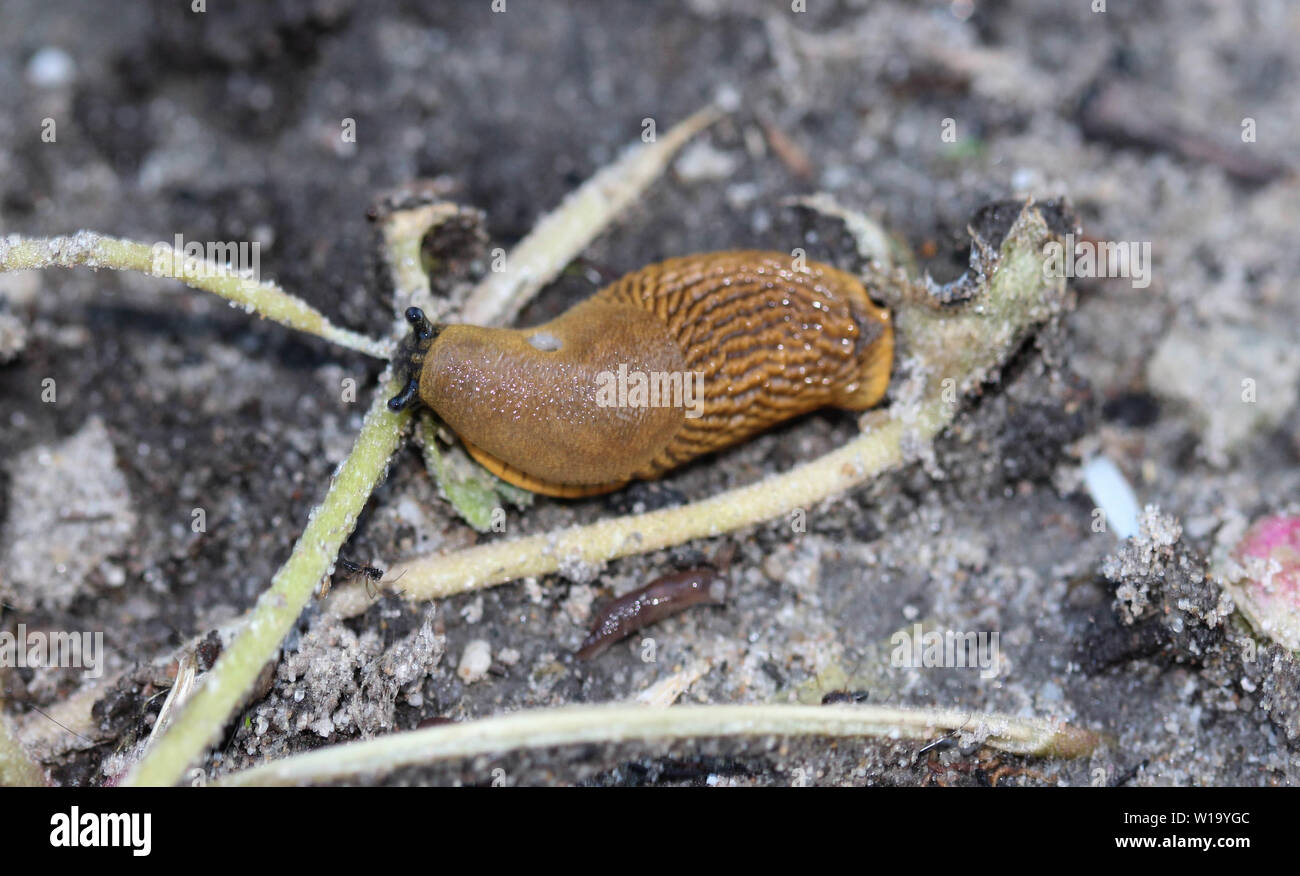 Il red slug (Arion rufus), noto anche come il grande rosso slug, cioccolato arion e rosso europeo va a passo di lumaca, mangiare le foglie in giardino Foto Stock