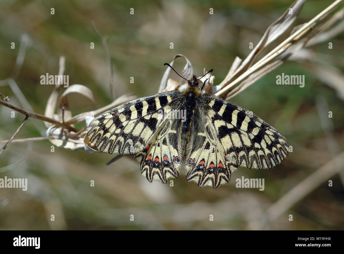 Festone meridionale, Osterluzeifalter, Zerynthia polissena, farkasalmalepke Foto Stock