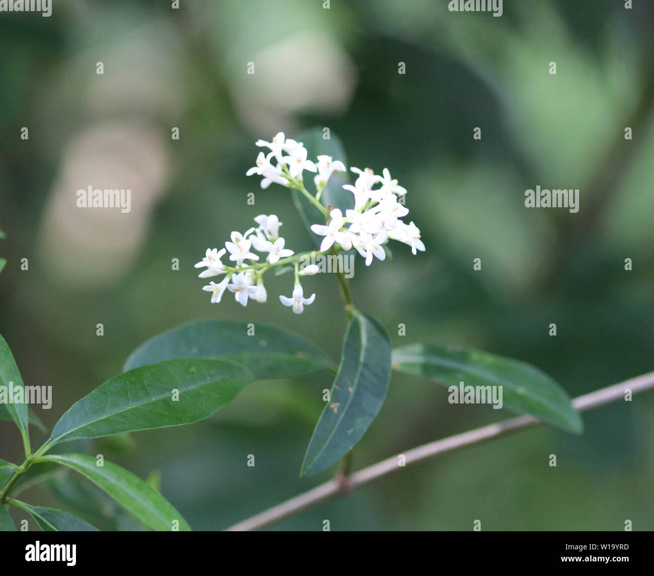 Close up Ligustrum vulgare fiore Foto Stock