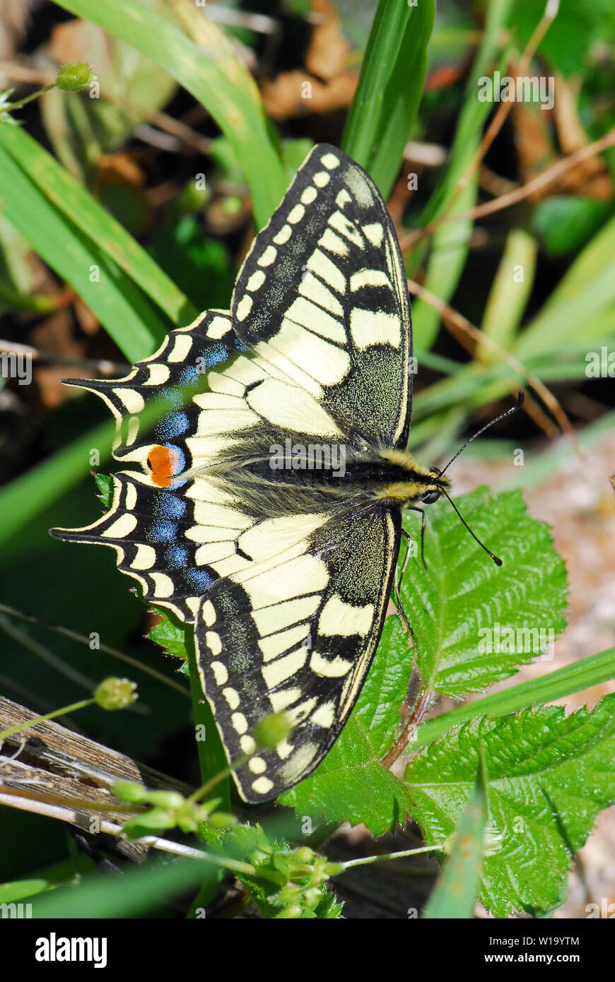 Coda di rondine, coda di rondine del vecchio mondo, coda di rondine gialla comune, Schwalbenschwanz, coda di rondine del Grand porte, Papilio machaon, fecskefarkú lepke Foto Stock