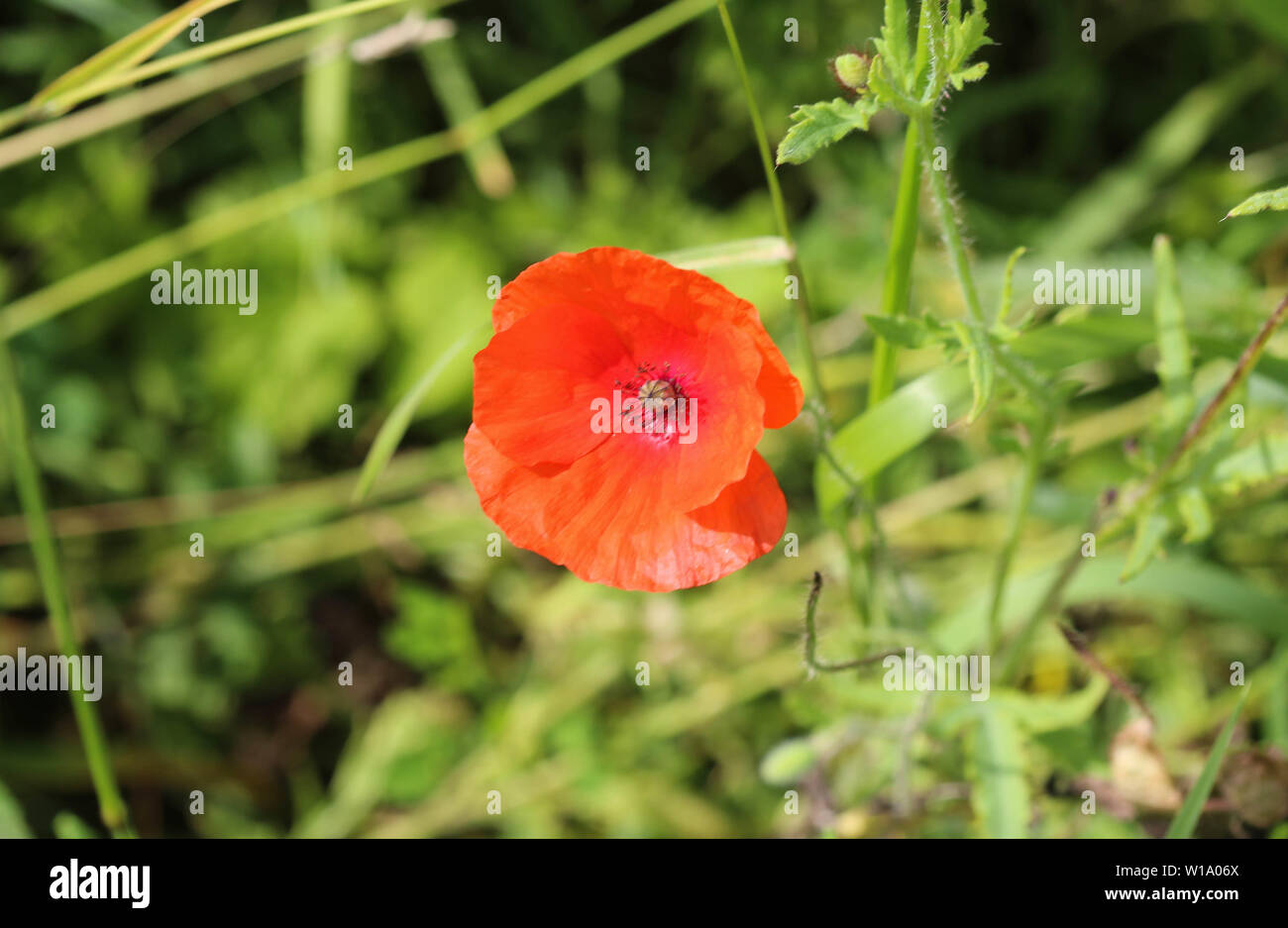 Chiudere fino a lungo guidato popp blooming Foto Stock