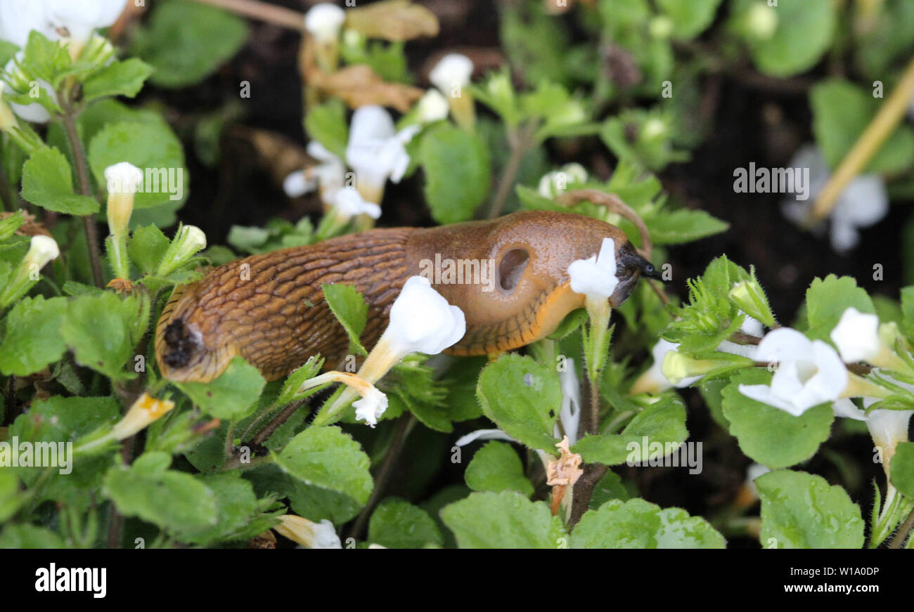 Il red slug (Arion rufus), noto anche come il grande rosso slug, cioccolato arion e rosso europeo va a passo di lumaca, mangiare le foglie in giardino Foto Stock