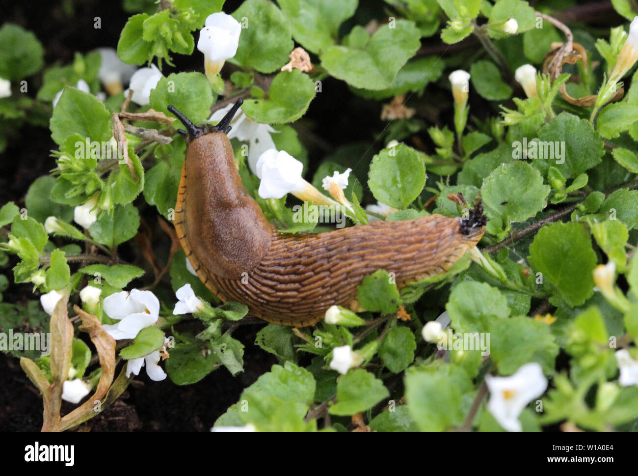 Close up slug spagnolo (Arion vulgaris) nel giardino Foto Stock