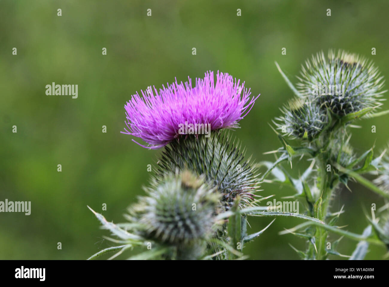 Close up Cirsium vulgare fiore Foto Stock