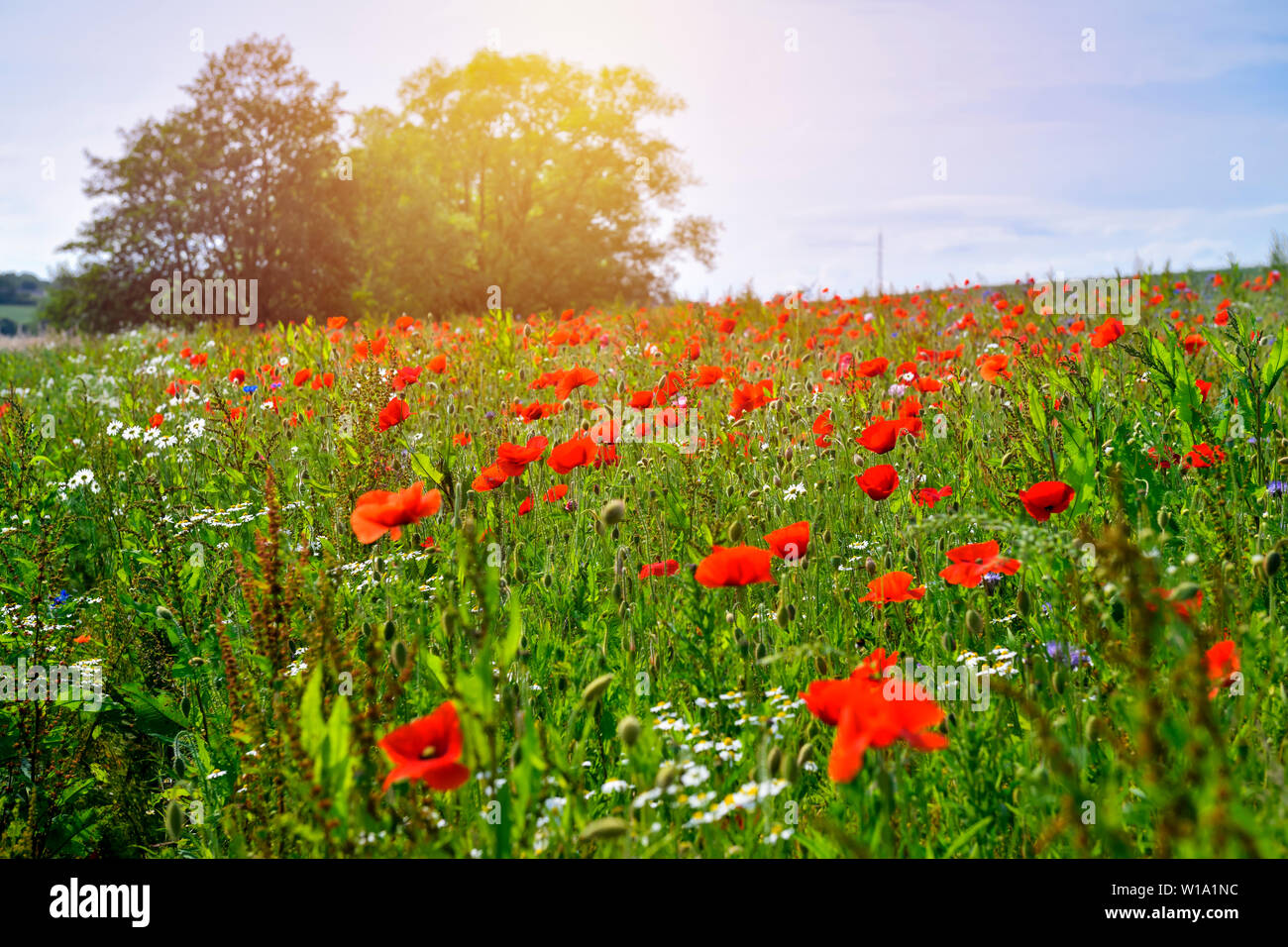 Papaveri, Papaver rhoeas, in un campo di Poenitz am See, Germania, Europa Foto Stock