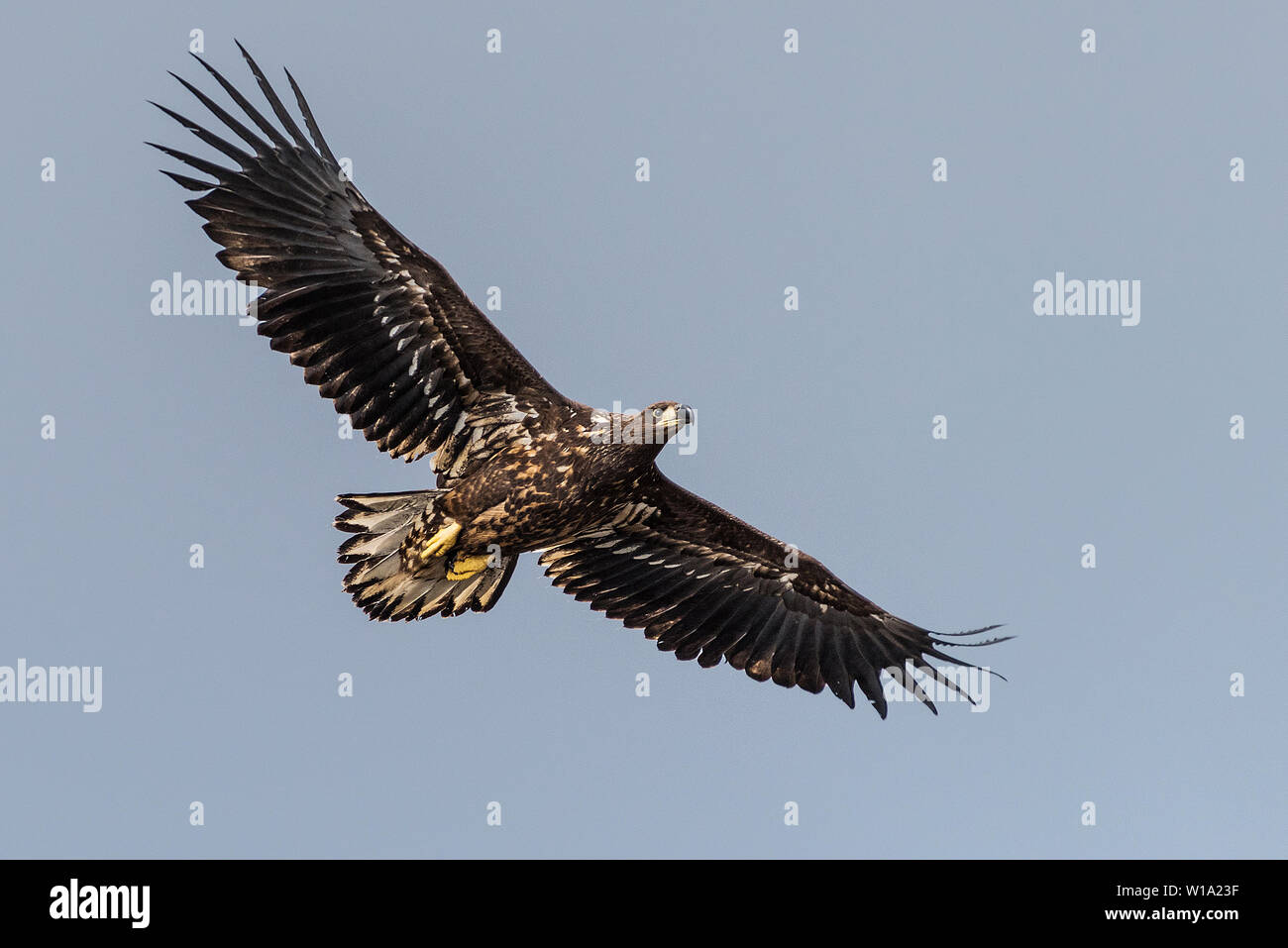 Flying white-tailed eagle vicino a Portree, Isola di Skye. Foto Stock