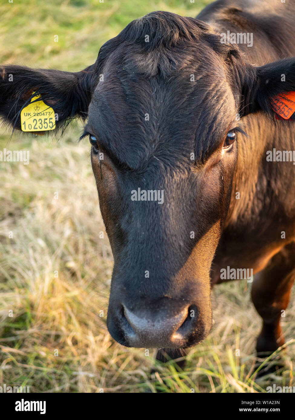 Cambridge mucca - una chiusura di una singola vacca in Cambridge Regno Unito Foto Stock